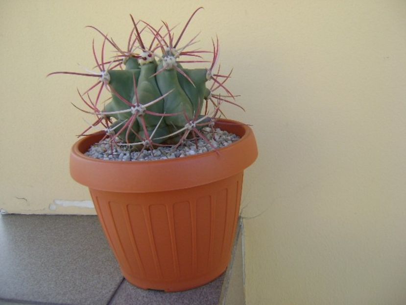 Ferocactus emoryi - Cactusi 2018 bis