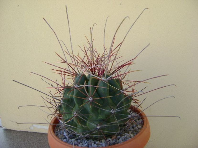Hamatocactus (Ferocactus) hamatacanthus - Cactusi 2018 bis