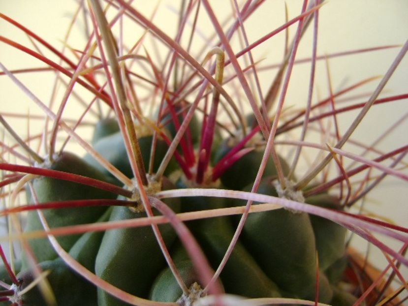 Hamatocactus (Ferocactus) hamatacanthus - Cactusi 2018 bis
