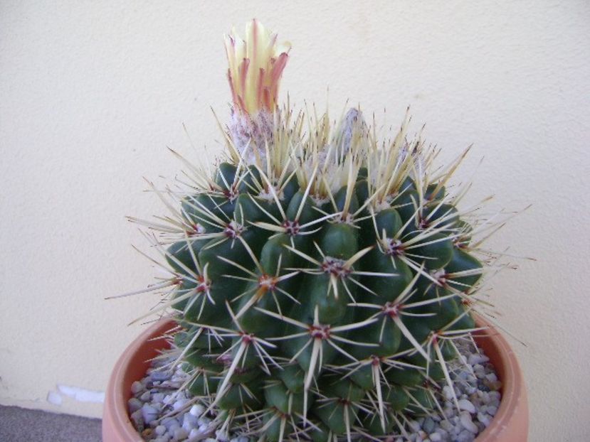 Notocactus mammulosus (Parodia mammulosa) - Cactusi 2018 bis