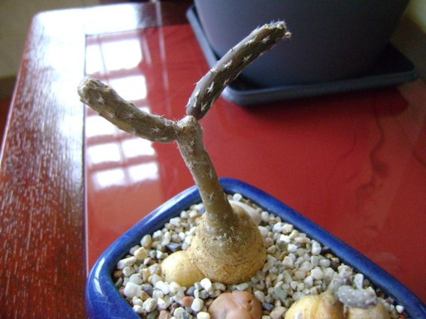 Pterocactus tuberosus - Cactusi 2018 bis