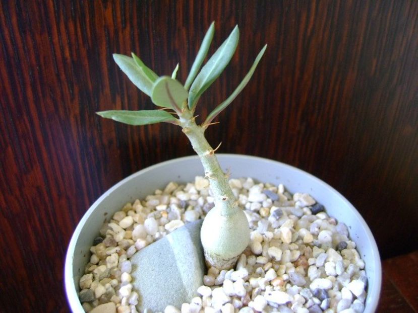 Pachypodium bispinosum - Caudiciforme si bulbi 2018