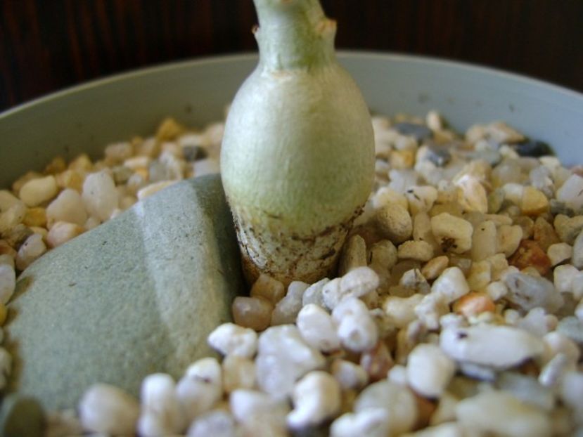 Pachypodium bispinosum, detaliu - Caudiciforme si bulbi 2018