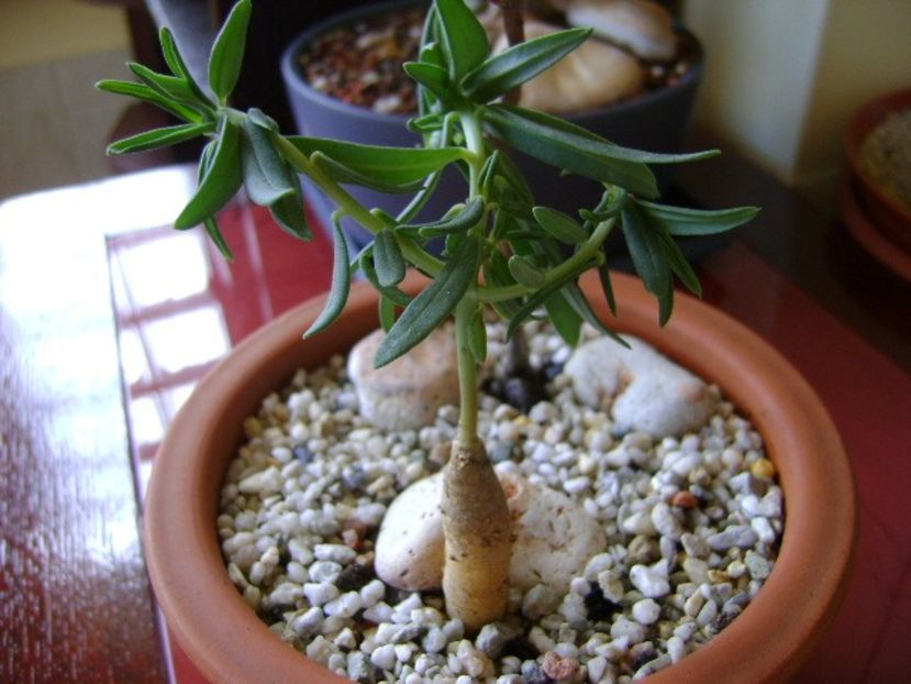 Talinum caffrum - Caudiciforme si bulbi 2018