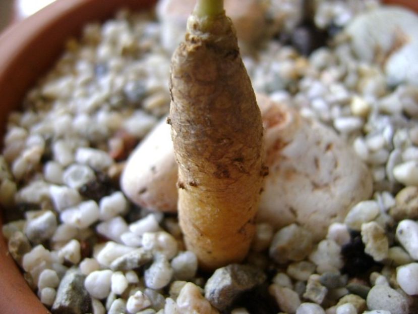 Talinum caffrum, detaliu - Caudiciforme si bulbi 2018