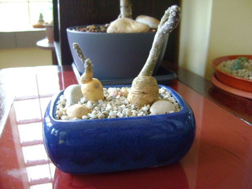 Pterocactus tuberosus - Caudiciforme si bulbi 2018