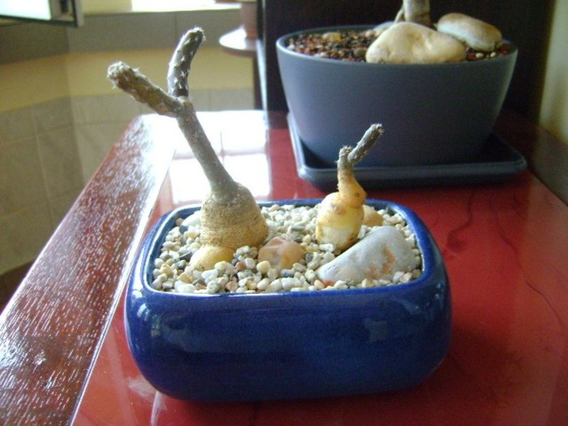 Pterocactus tuberosus - Caudiciforme si bulbi 2018