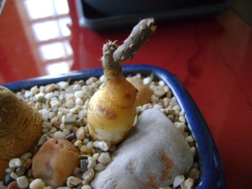 Pterocactus tuberosus - Caudiciforme si bulbi 2018