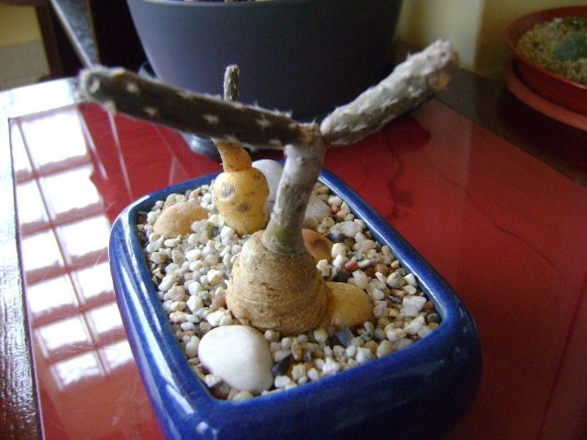 Pterocactus tuberosus - Caudiciforme si bulbi 2018