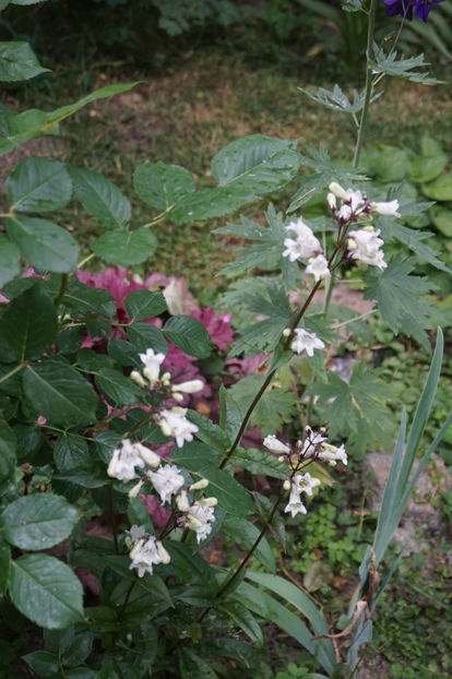  - Geranium si alte perene