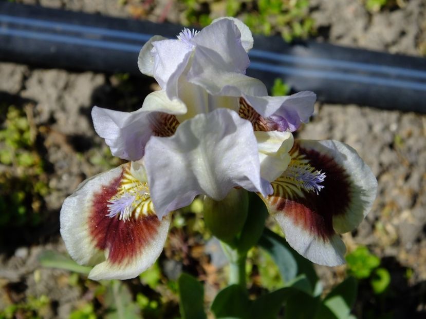 20.04.2018 - 2018_05_Irisi_pumila si pitici