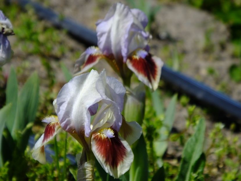  - 2018_05_Irisi_pumila si pitici