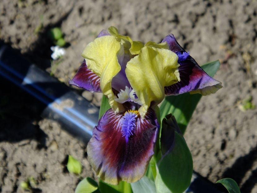  - 2018_05_Irisi_pumila si pitici