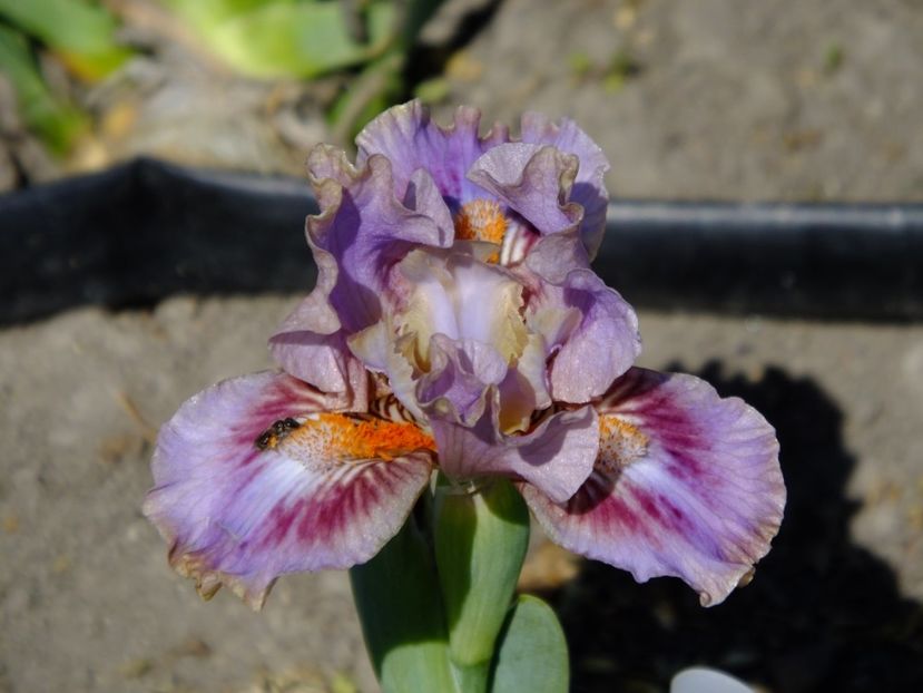  - 2018_05_Irisi_pumila si pitici