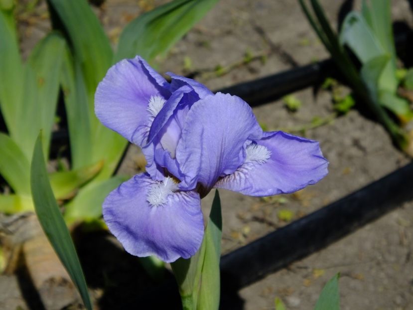  - 2018_05_Irisi_pumila si pitici