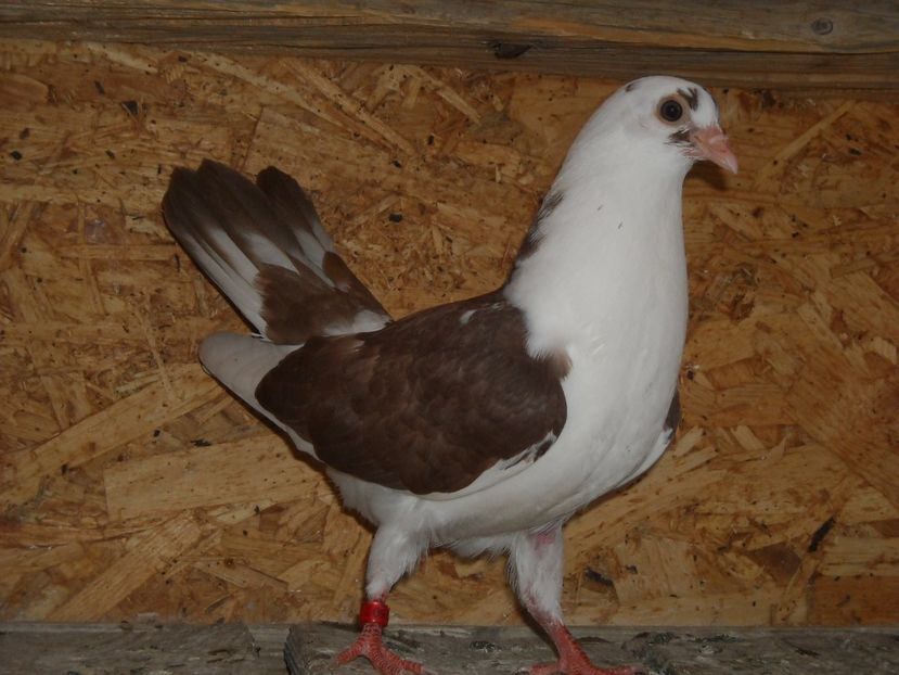 pierdut - PUISORI 2018