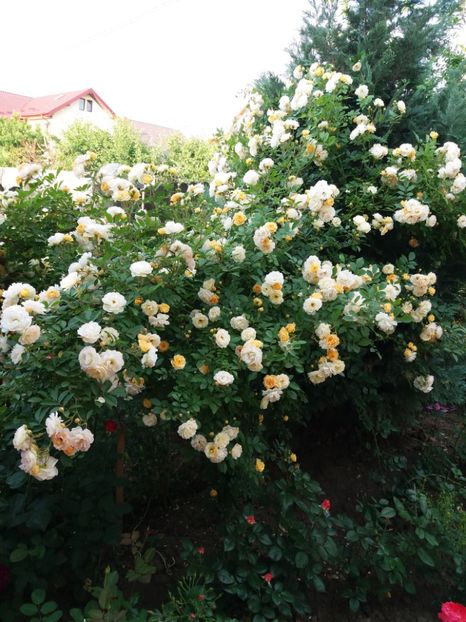  - Ghislaine de Feligonde