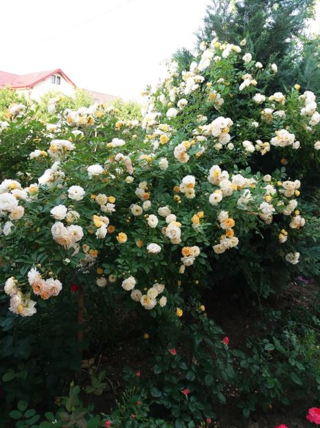  - Ghislaine de Feligonde