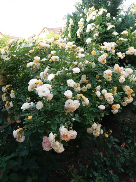  - Ghislaine de Feligonde