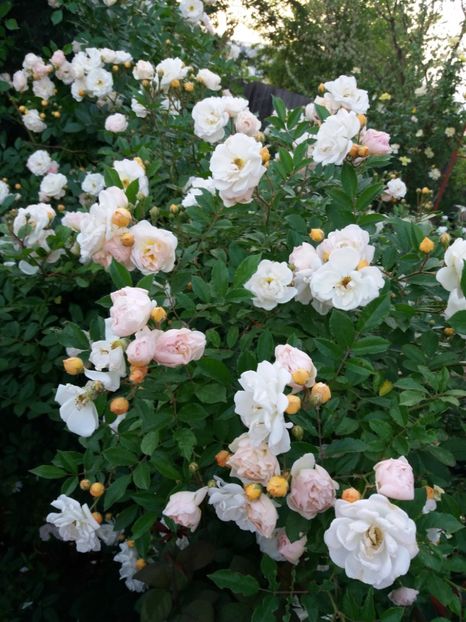  - Ghislaine de Feligonde