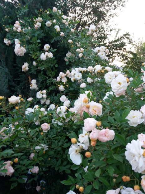  - Ghislaine de Feligonde