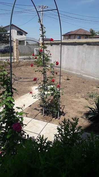 New Dawn&Blase Superior - Trandafiri mai 2018