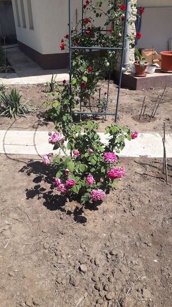 New Dawn - Trandafiri mai 2018