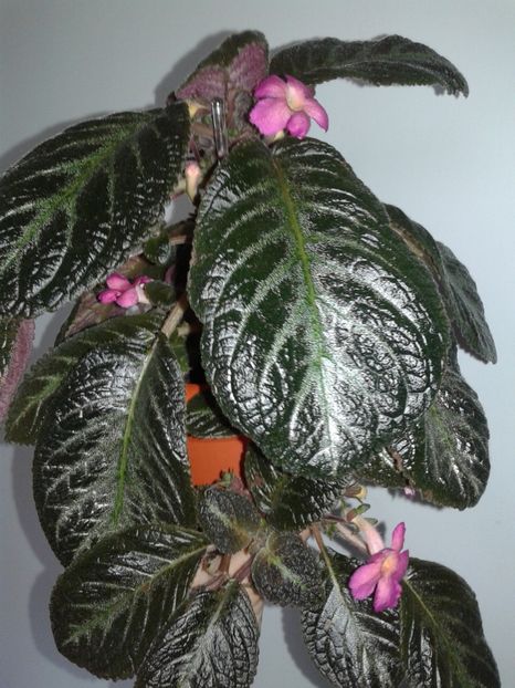 Pinkiscia - EPISCIA