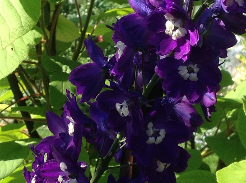  - Delphinium un nou inceput