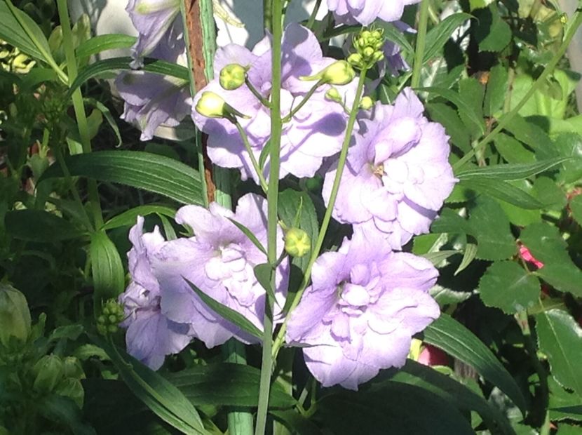  - Delphinium un nou inceput