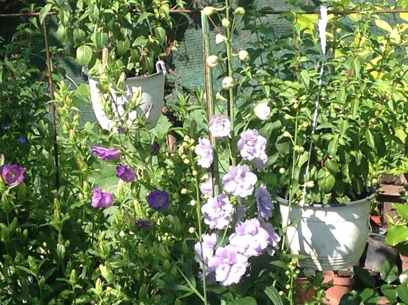  - Delphinium un nou inceput