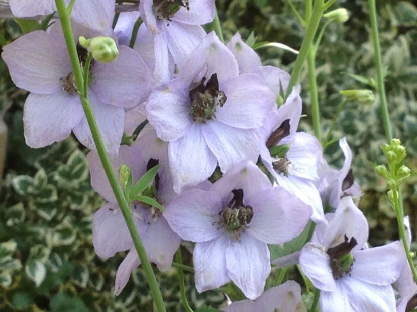  - Delphinium un nou inceput