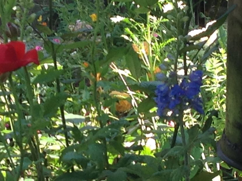 - Delphinium un nou inceput
