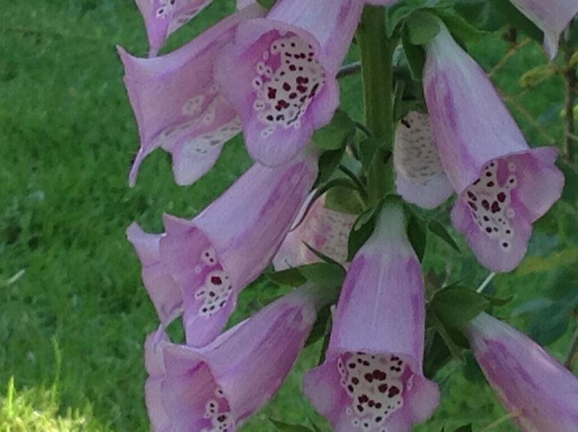  - Digitalis