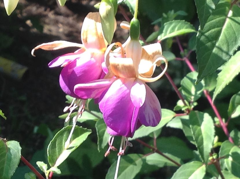  - Fuchsia 2018