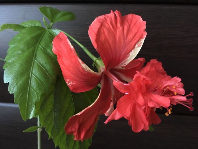 08.05.2018 - El capitolio red - Multumesc Mihai A