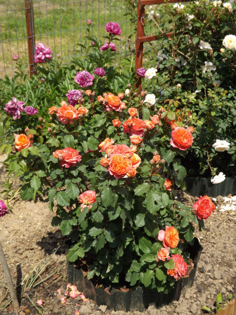  - Emilien Guillot 2018