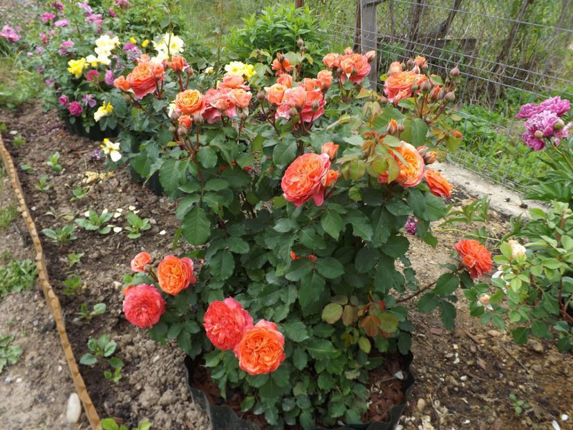  - Emilien Guillot 2018