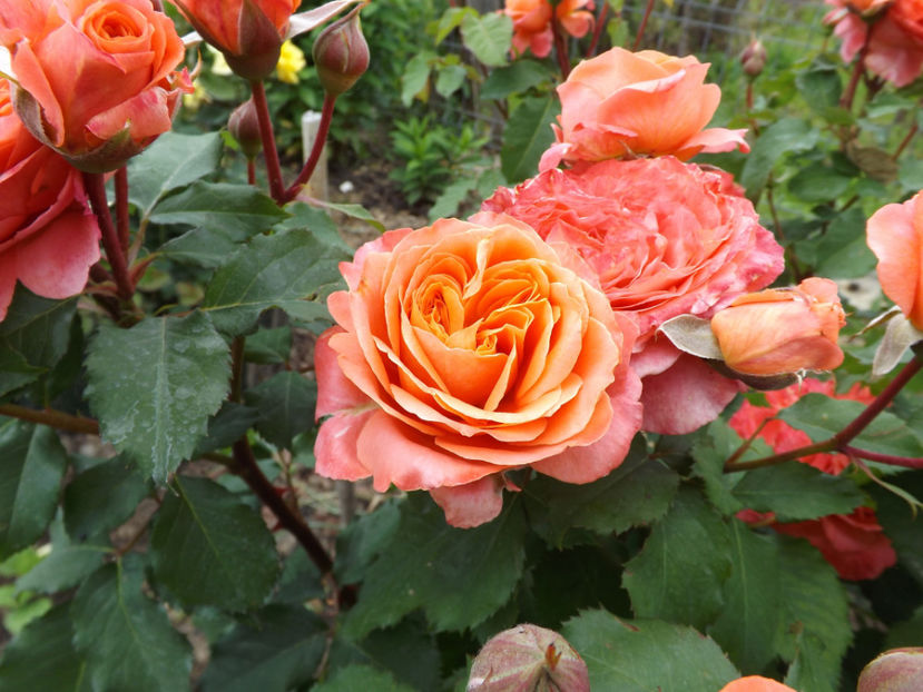  - Emilien Guillot 2018