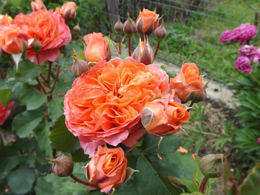  - Emilien Guillot 2018