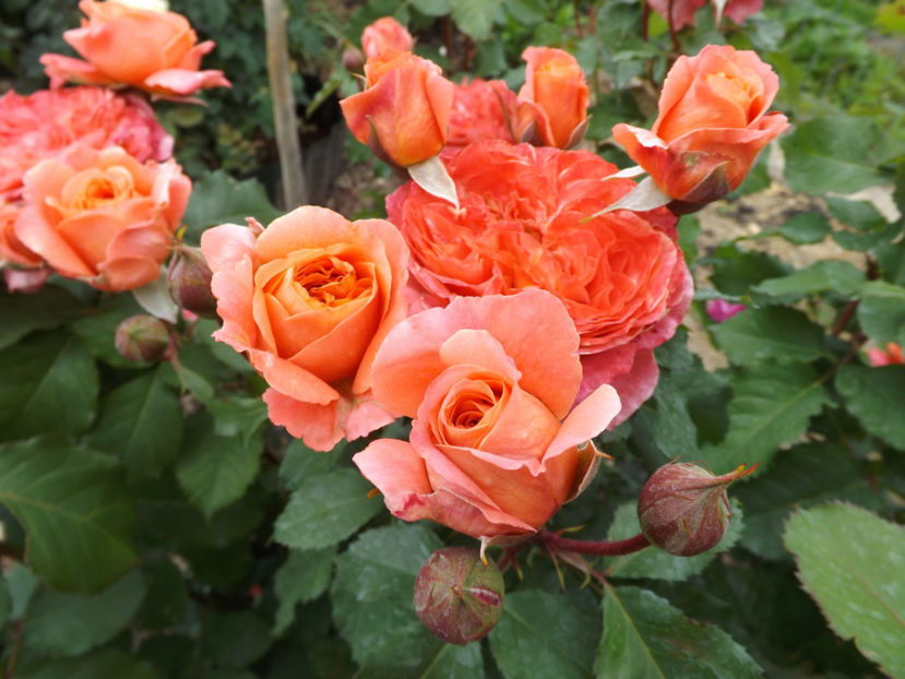  - Emilien Guillot 2018