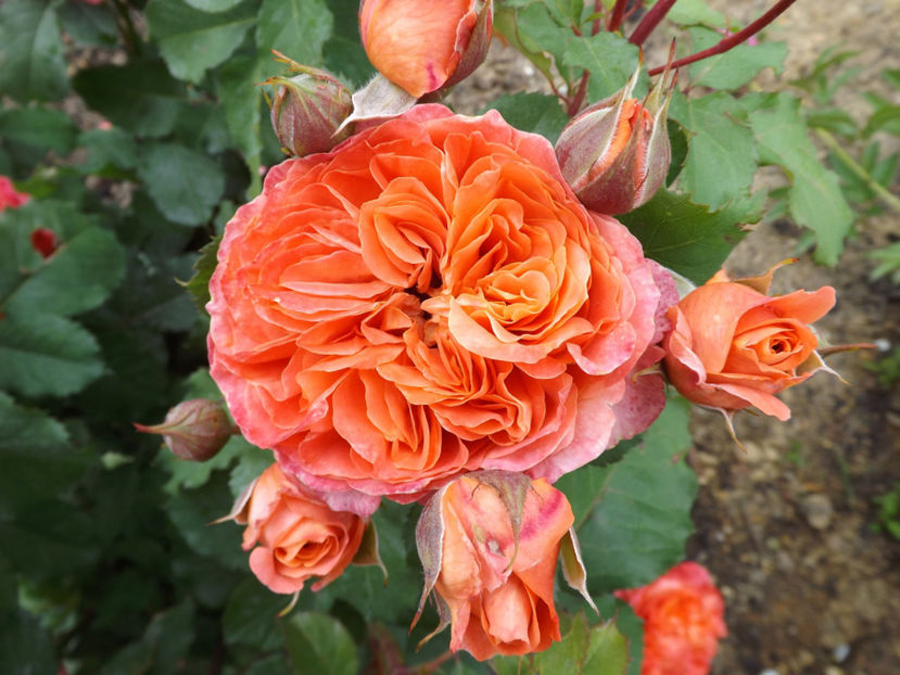  - Emilien Guillot 2018