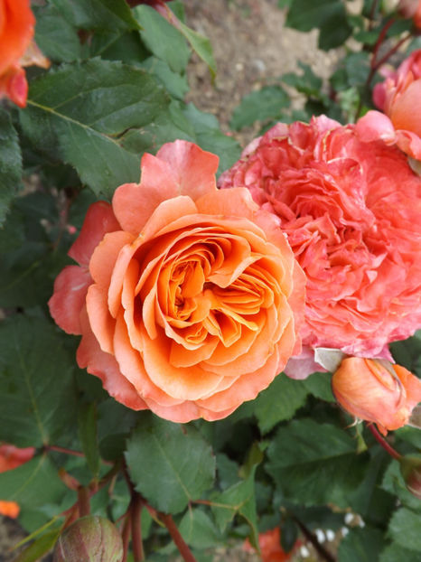  - Emilien Guillot 2018