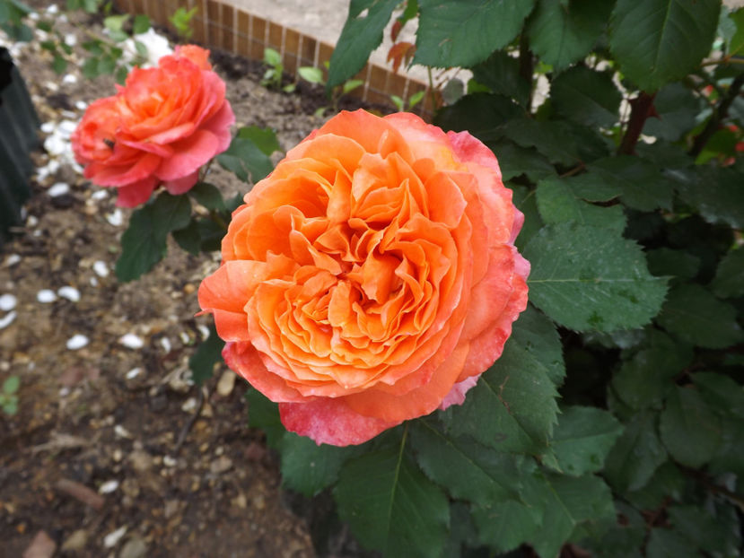  - Emilien Guillot 2018