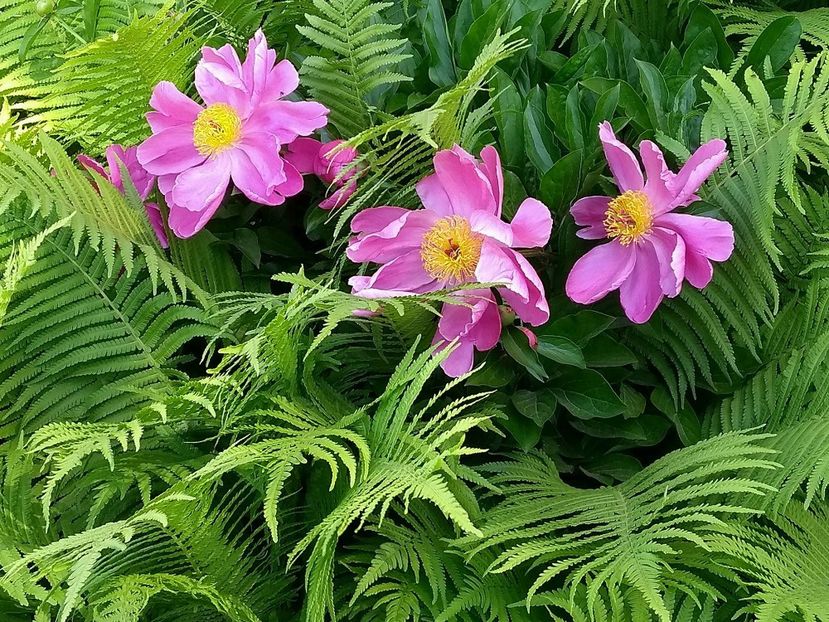  - diverse_floricele