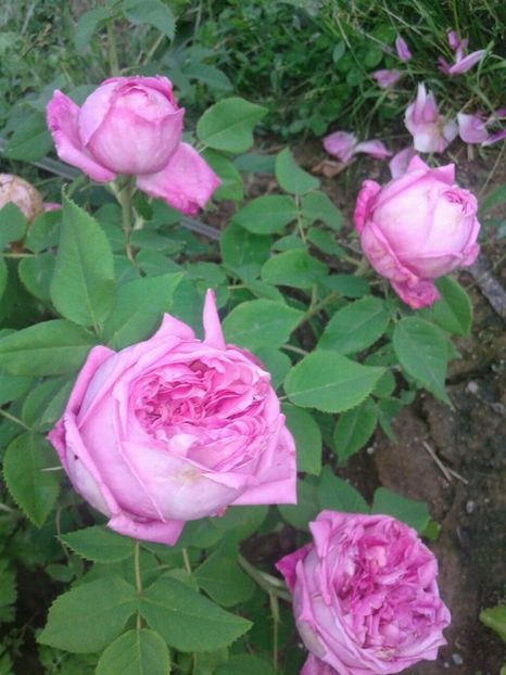Y D - Old roses