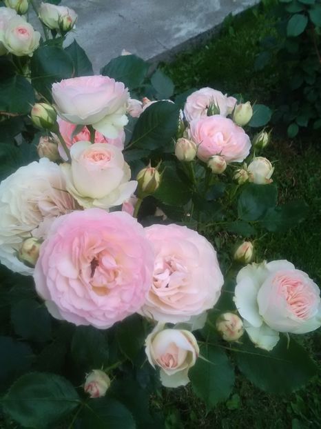  - Gradina luna mai 2018