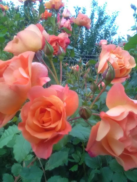  - Gradina luna mai 2018