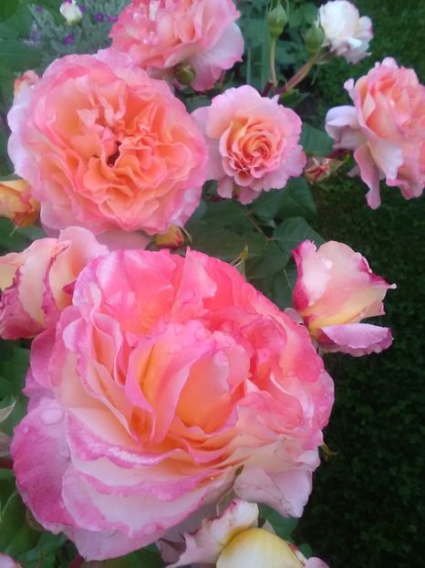  - Gradina luna mai 2018