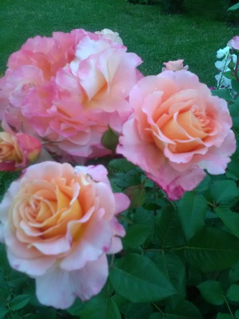  - Gradina luna mai 2018